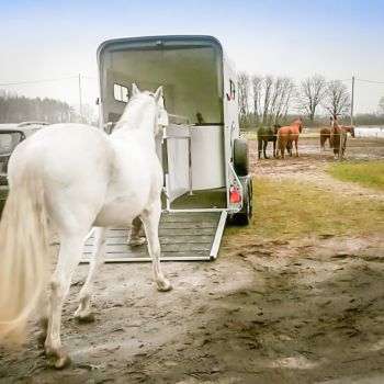 17.131 Przyczepa do koni Touring JUMPING bordowy z siodlarnią DMC 2000 kg koniara końska koniowóz bukmanka Cheval Liberte Nowim